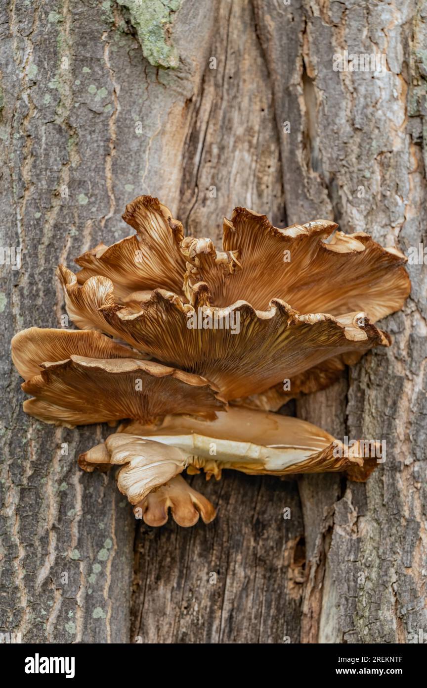 Oyster Seitling su un albero deciduo Foto Stock