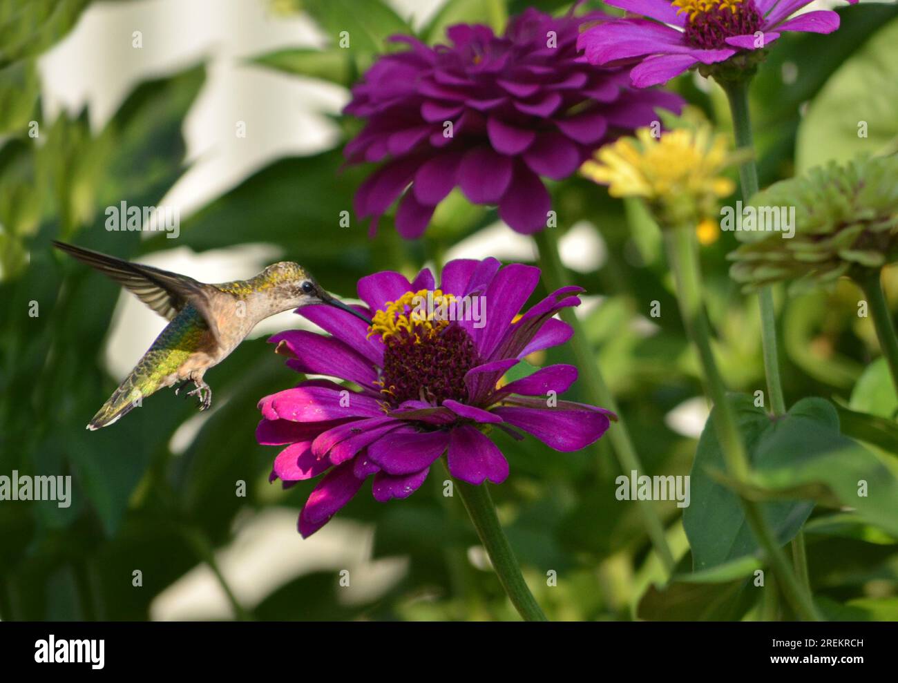 colibrì su un fiore viola Foto Stock
