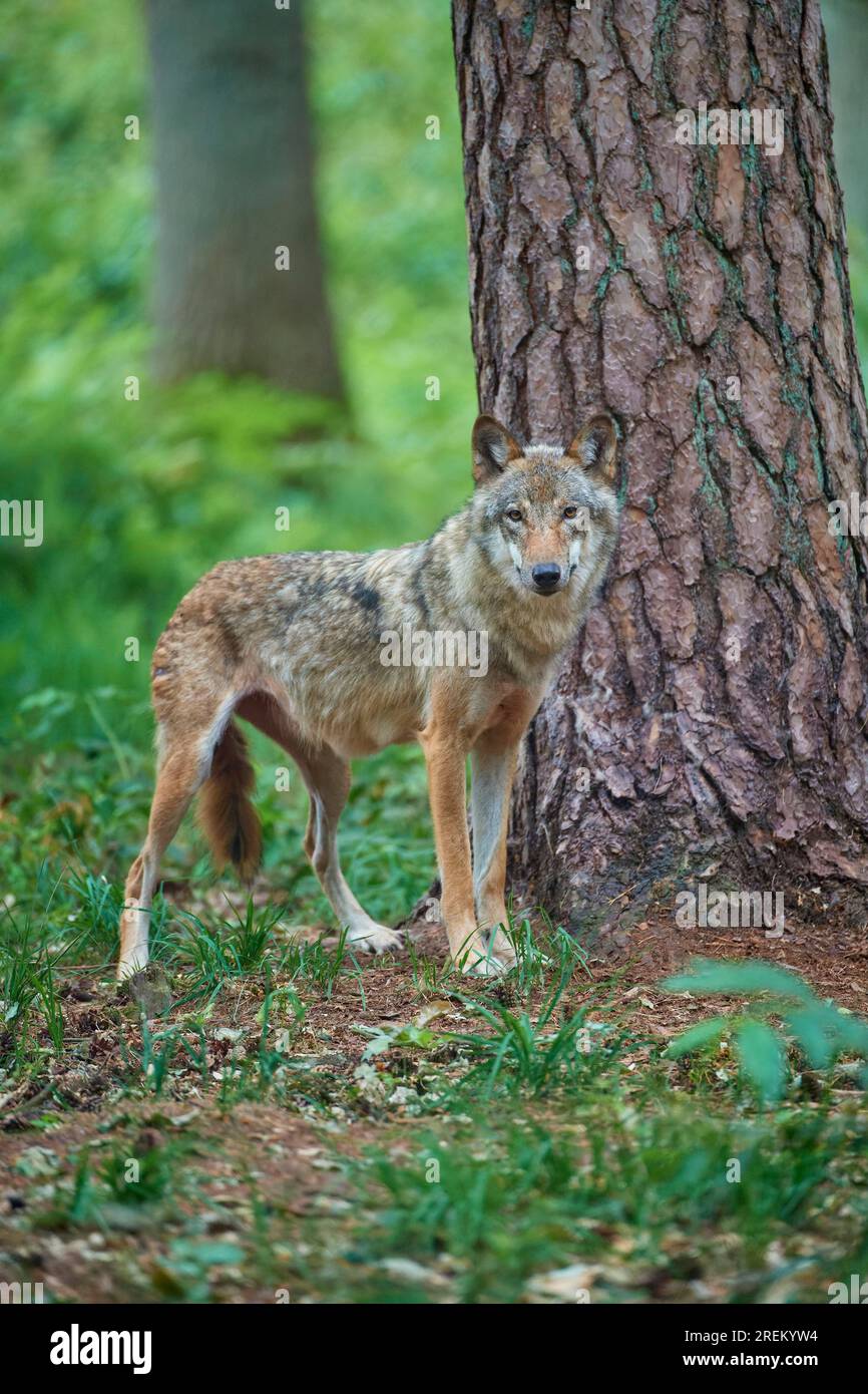 Lupo grigio europeo (Canis lupus), nella foresta, estate, Germania Foto Stock