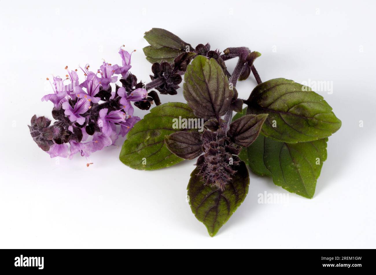 Basilico "azzurro africano" (Ocimum kiliman x Basil pururascens) Foto Stock