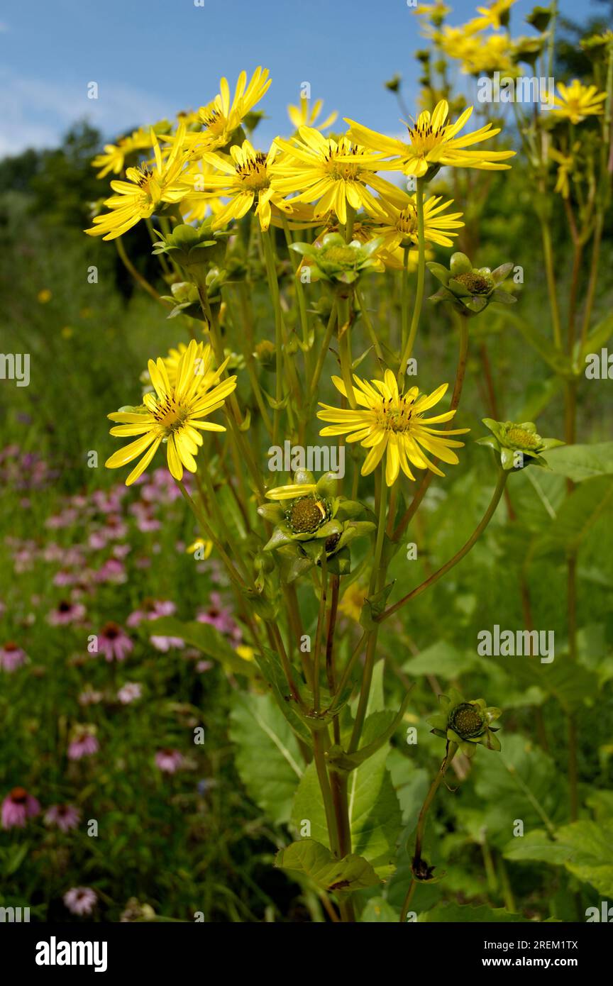 Tazza di impianto (Silphium perfoliatum) Foto Stock