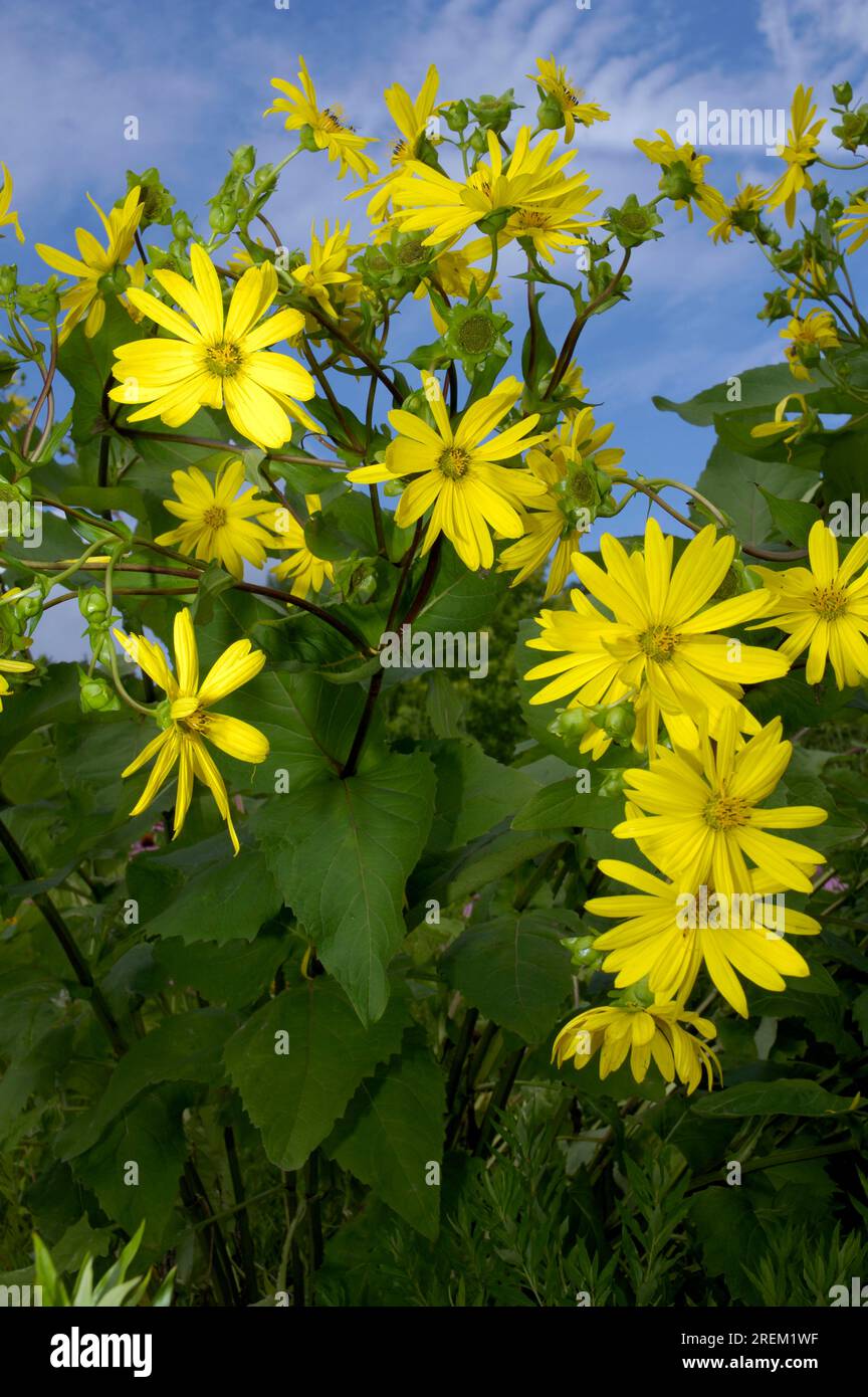 Tazza di impianto (Silphium perfoliatum) Foto Stock