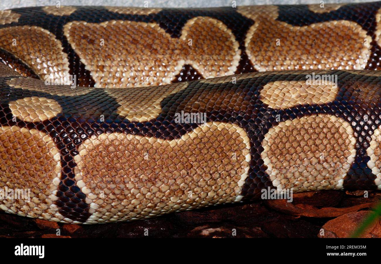 Royal Python (Python regius) Foto Stock