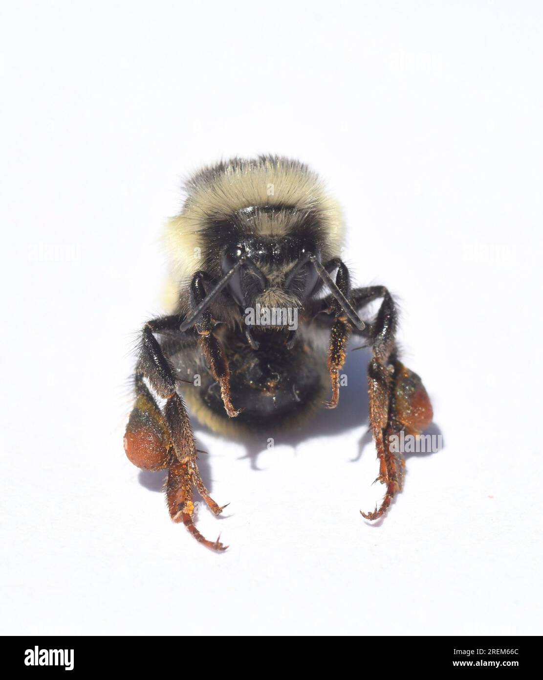 Bumble Bee a due forme (Bombus bifarius) lavoratrice femmina, ritratto facciale Foto Stock