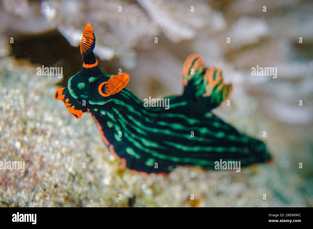 Dusky Nembrotha Nudibranch, Nembrotha kubaryana, Baung Penyu (muro di corallo), vicino alla Laguna Blu, Padangbai, vicino a Candidasa, Bali, Indonesia Foto Stock