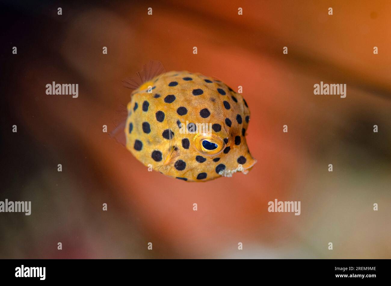 Boxfish giallo giovanile, Ostracion cubicus, sito di immersione Baung Penyu (muro di corallo), vicino alla Laguna Blu, Padangbai, vicino a Candidasa, Bali, Indonesia Foto Stock