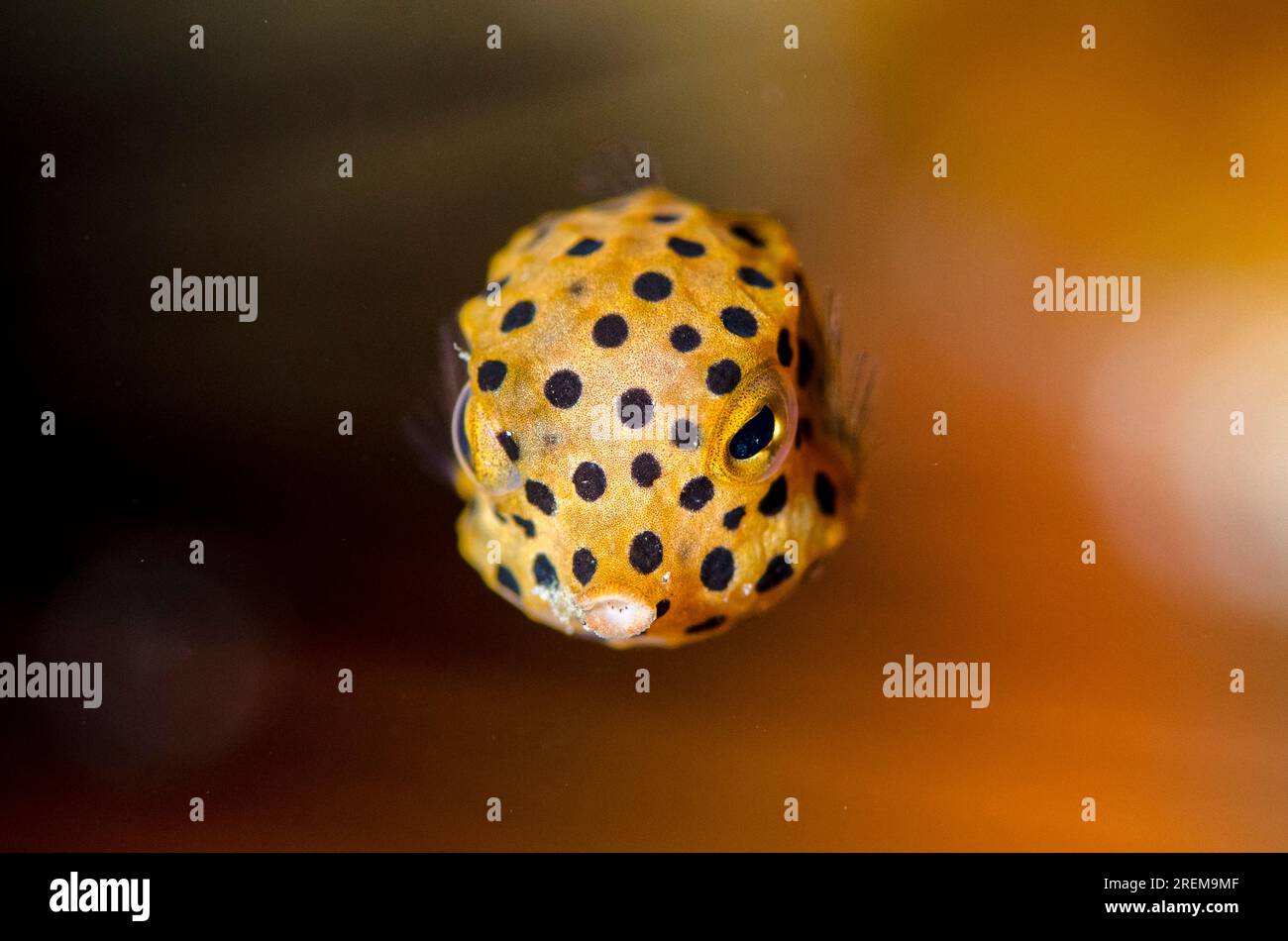 Boxfish giallo giovanile, Ostracion cubicus, sito di immersione Baung Penyu (muro di corallo), vicino alla Laguna Blu, Padangbai, vicino a Candidasa, Bali, Indonesia Foto Stock