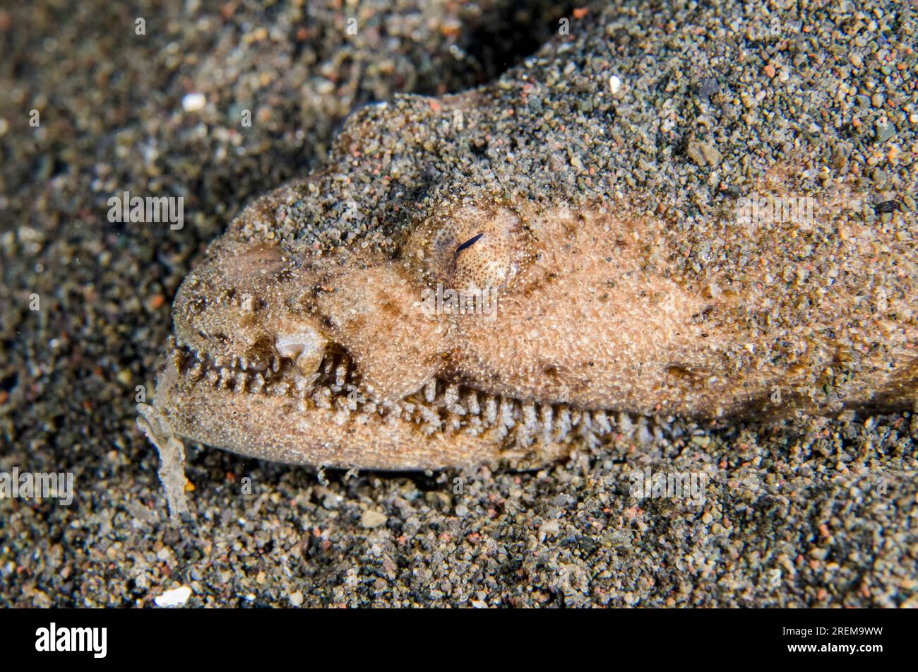 Stargazer Snake Eel, Brachysomophis cirrocheilos, in buca, sito di immersione Puri Jati, Seririt, Buleleng Regency, Bali, Indonesia Foto Stock