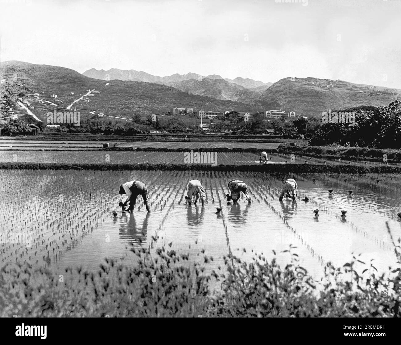 Honolulu, Hawaii: c. 1933 i cinesi delle Hawaii ancora piantano riso esattamente come facevano i loro antenati centinaia di anni fa. Foto Stock