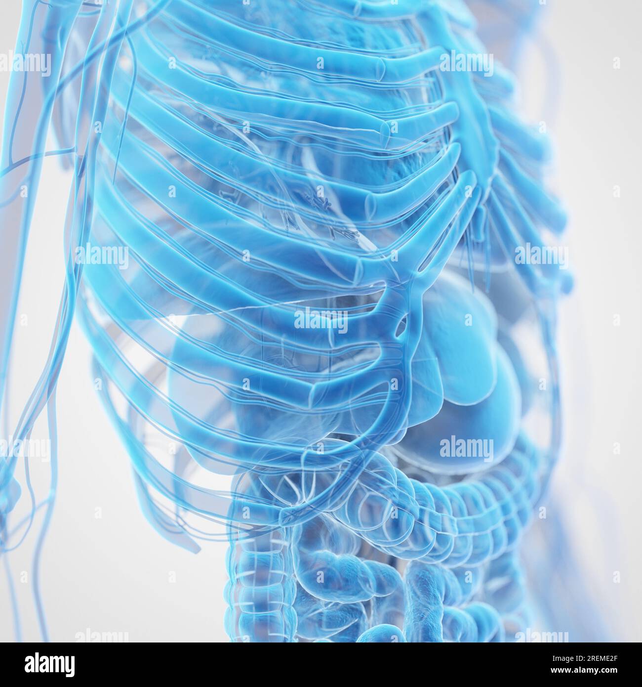 Anatomia del torace, illustrazione. Foto Stock