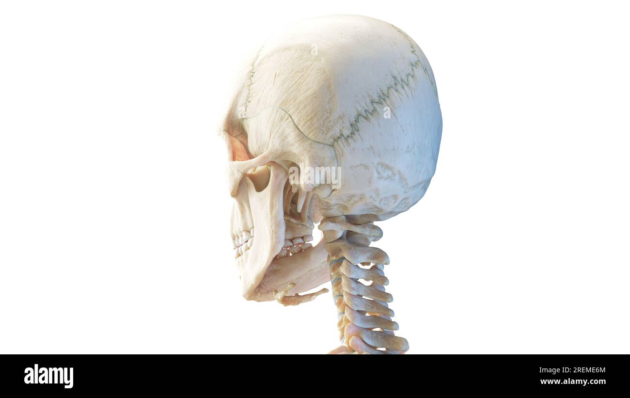 Cranio umano, illustrazione. Foto Stock