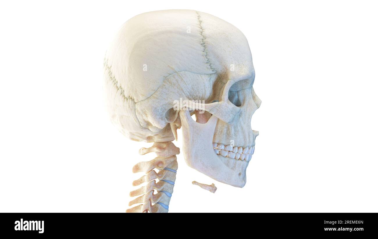 Cranio umano, illustrazione. Foto Stock