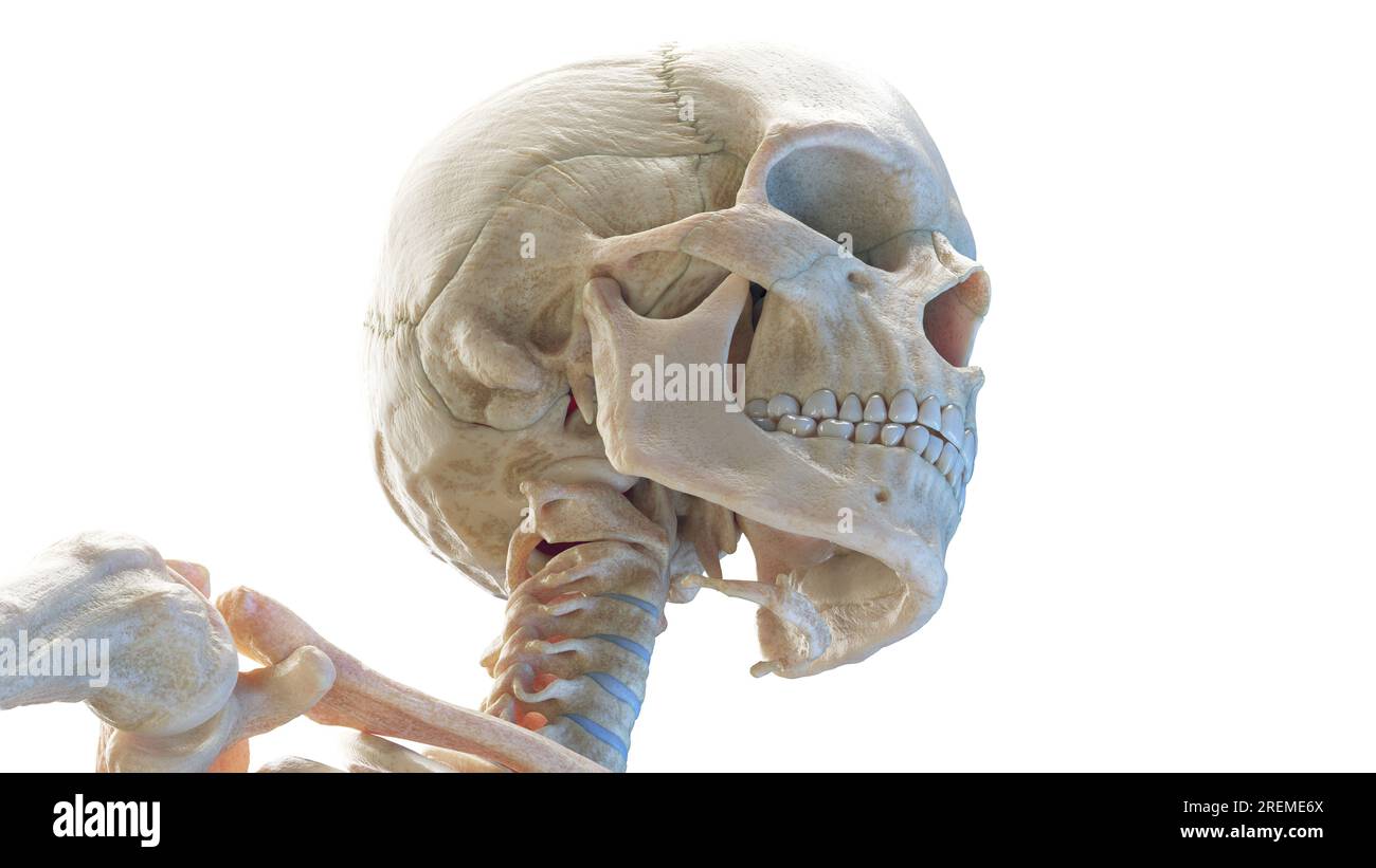 Cranio umano, illustrazione. Foto Stock