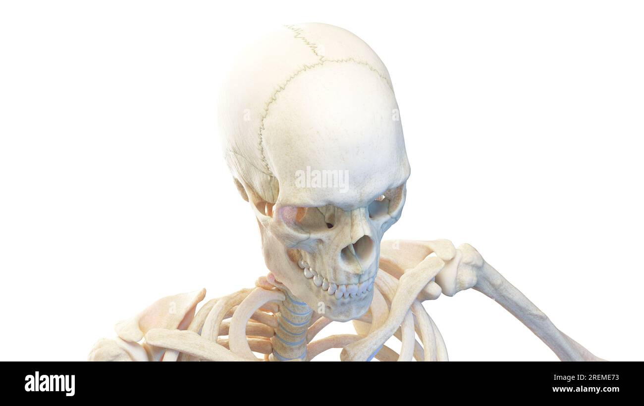 Cranio umano, illustrazione. Foto Stock