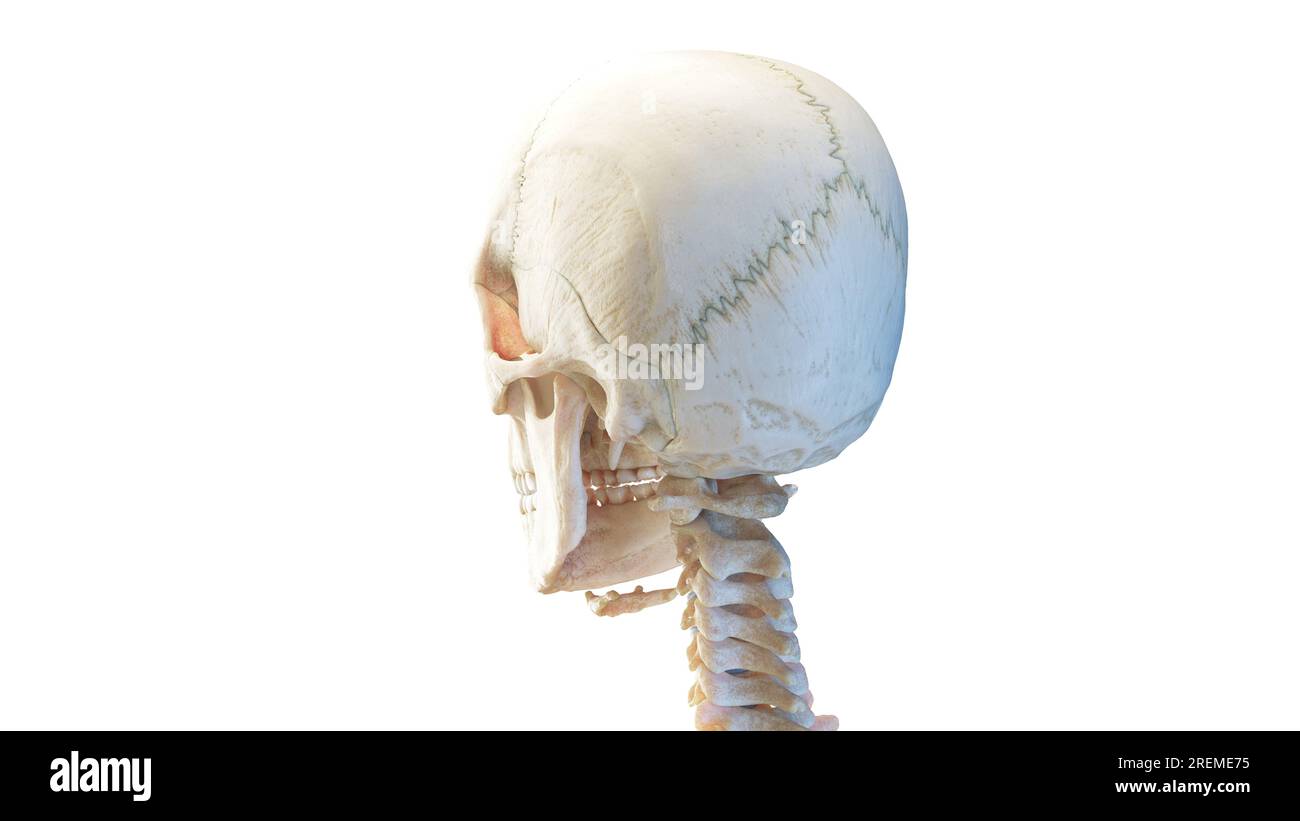 Cranio umano, illustrazione. Foto Stock