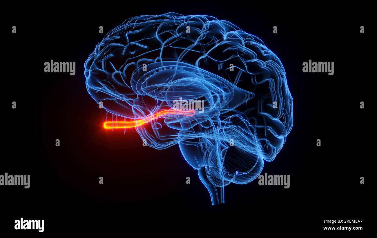 Nervo ottico, illustrazione. Foto Stock