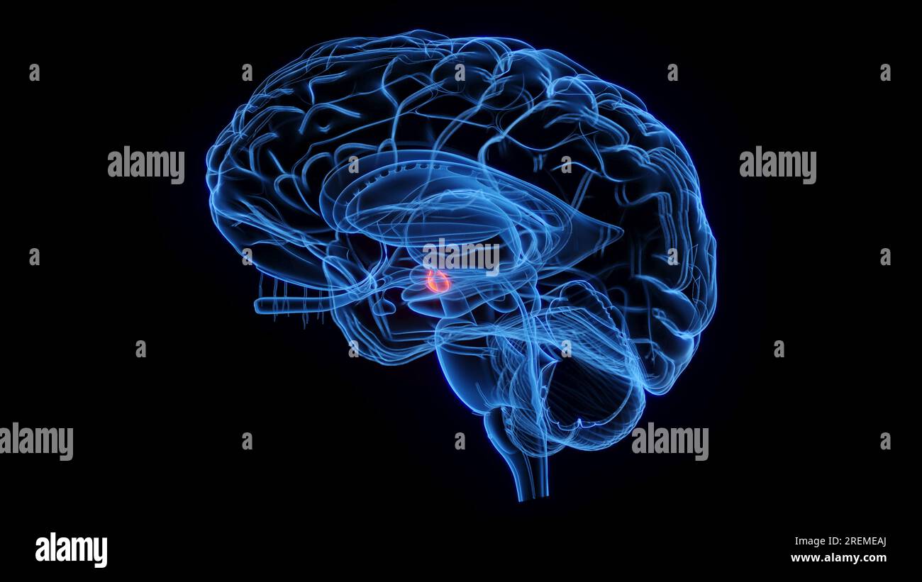 Corpo mamillare, illustrazione. Foto Stock