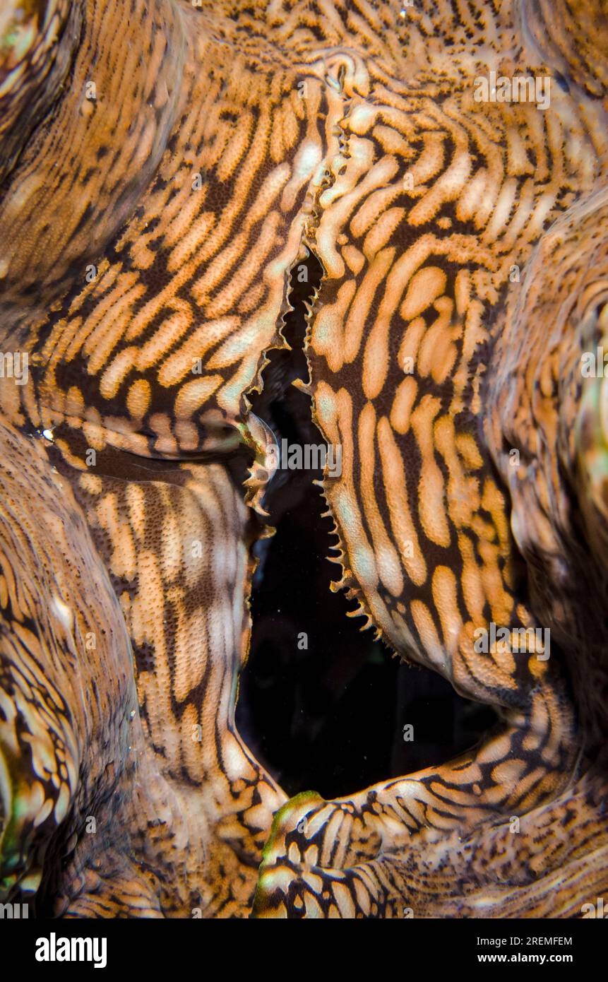 Sifone incorrente di Clam gigante scanalato, Tridacna squamosa, sito di immersione Post 1, isola Menjangan, Reggenza di Buleleng, Bali, Indonesia Foto Stock