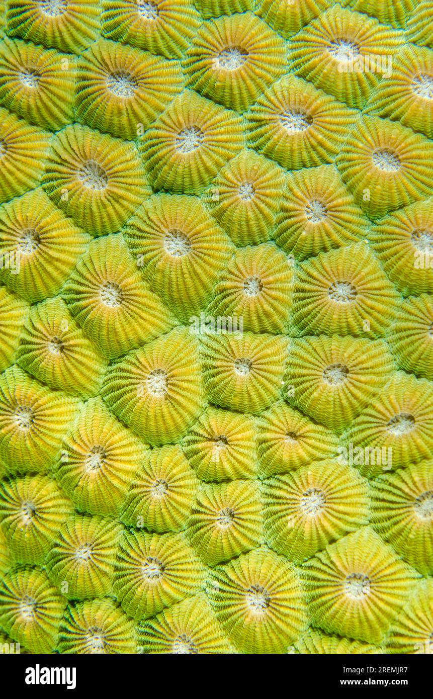 Honeycomb Coral, Diploastrea heliopora, coralliti, sito di immersione nel Tempio sottomarino, Pemuteran, Buleleng Regency, Bali, Indonesia Foto Stock