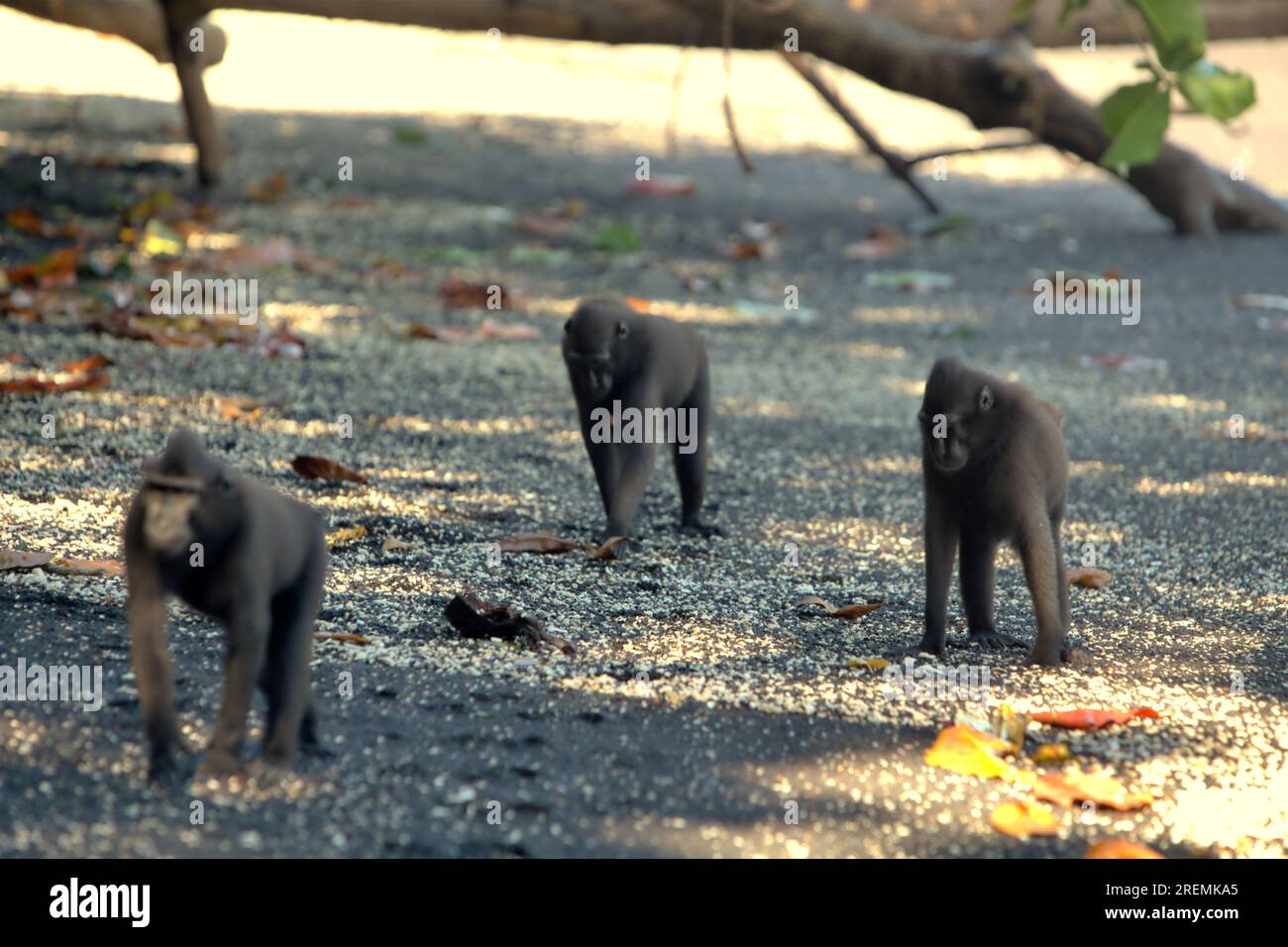 I macachi crestati di Celebes (Macaca nigra) camminano sulla spiaggia sabbiosa mentre si nutrono nella riserva naturale di Tangkoko, Sulawesi settentrionale, Indonesia. Foto Stock