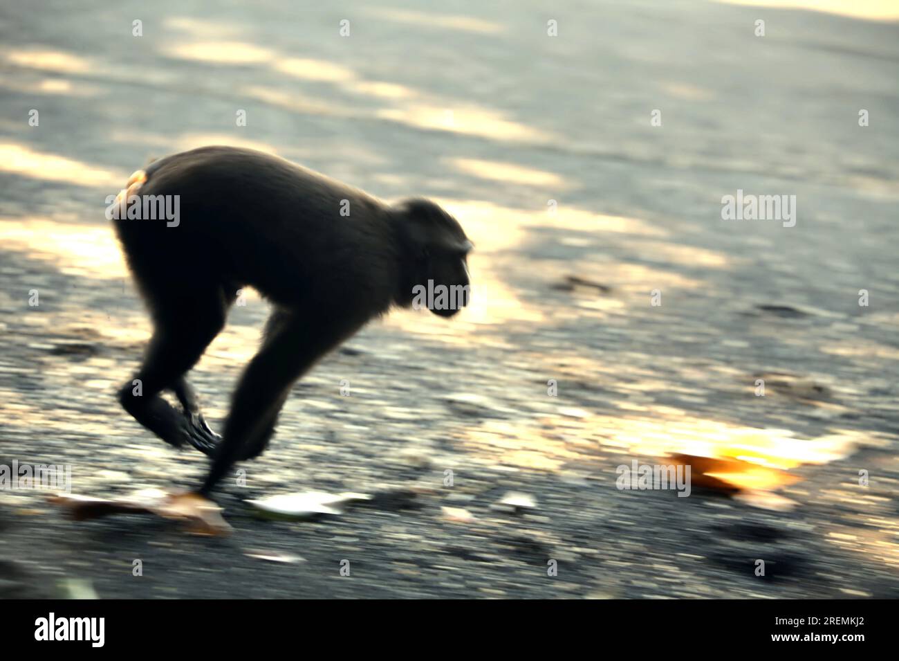 Un macaco crestato Celebes (Macaca nigra) si sposta sulla spiaggia sabbiosa mentre si sta nutrendo nella riserva naturale di Tangkoko, Sulawesi settentrionale, Indonesia. Foto Stock