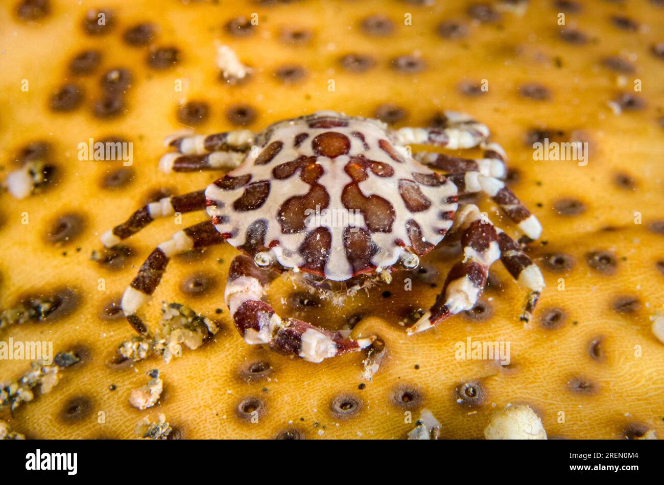 Harlequin Crab, Lissocarcinus orbicularis, su Brown Sandfish Sea Cucumber, Bohadschia vitiensis, immersione notturna, Dili Rock East Dive Site, Dili, East Timo Foto Stock