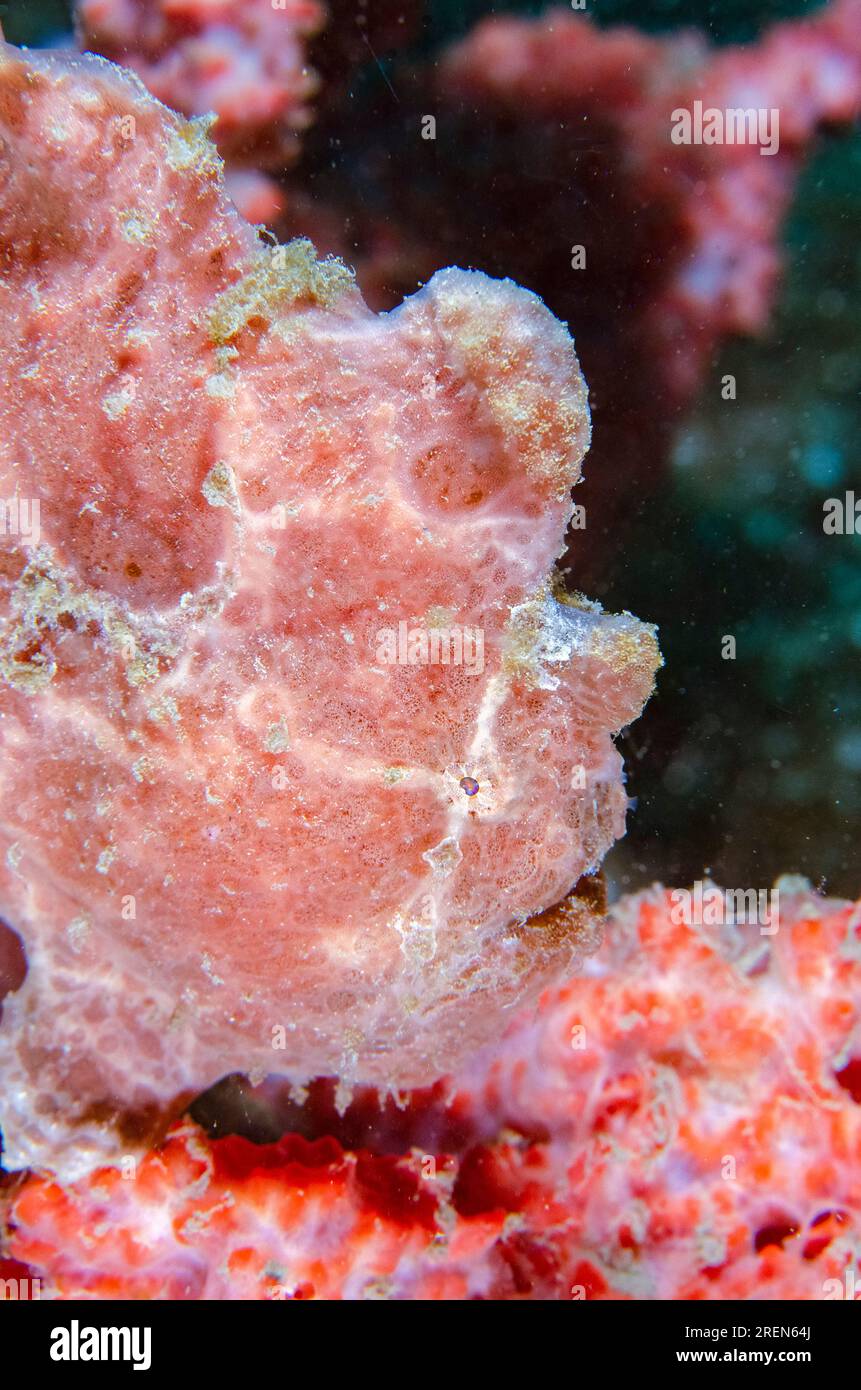 Painted Frogfish, Antennarius pictus, mimetizzati su Sponge, Porifera phylum, Tasi Tolu dive site, Dili, Timor Est Foto Stock