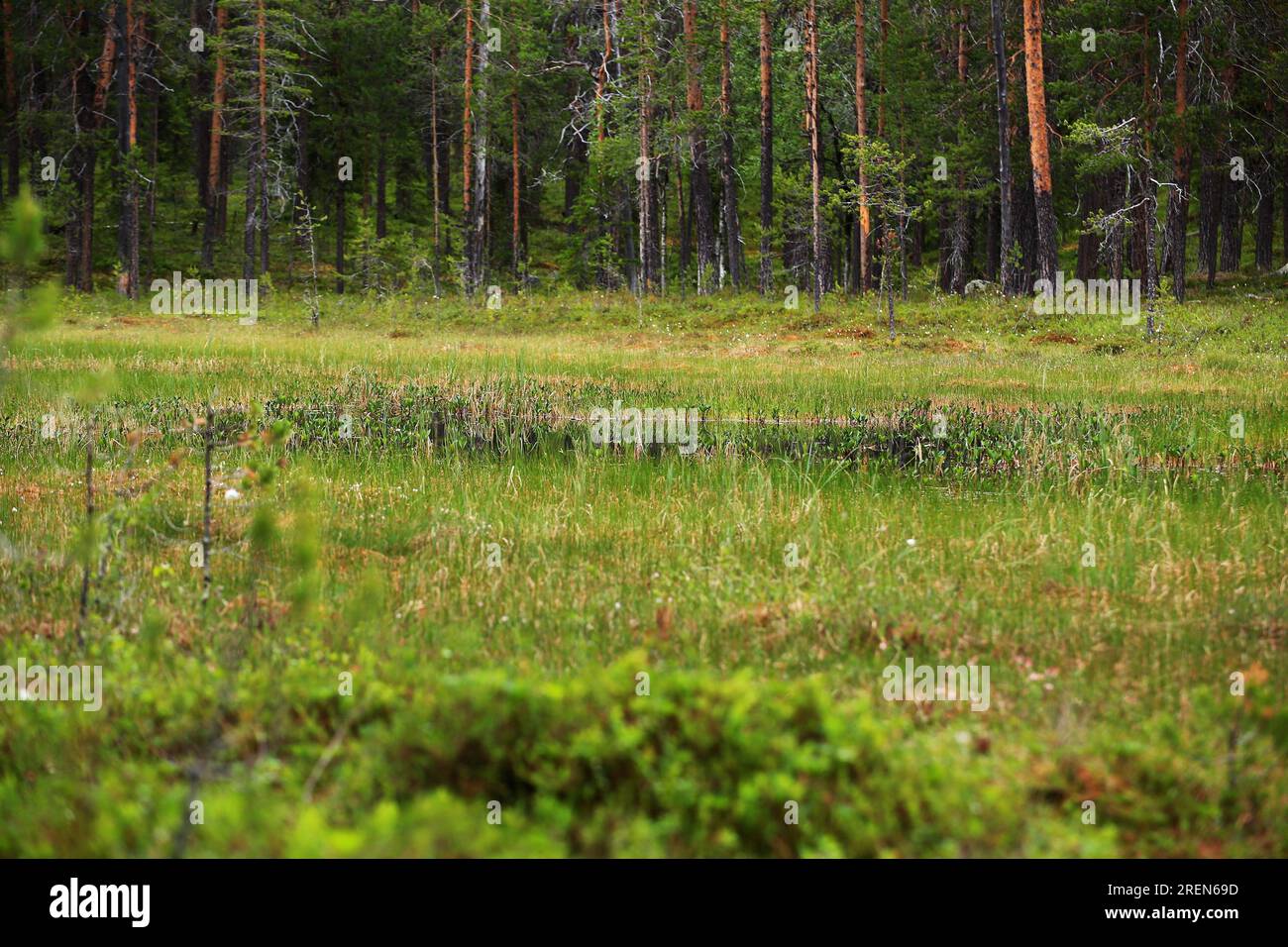 Zone umide della riserva naturale Lomselets nel nord della Svezia. Foto Stock