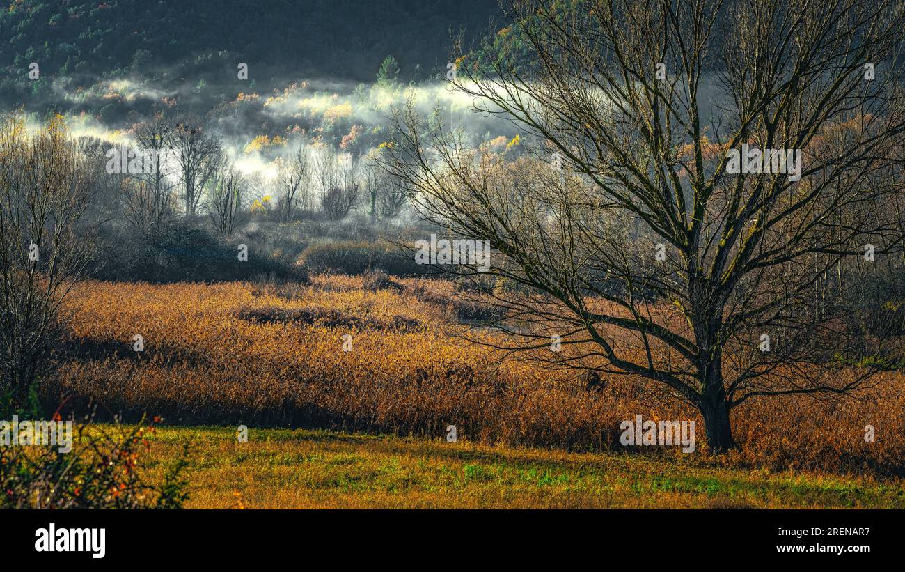Nebbia mattutina su distese di canne lungo il sentiero del fiume Tirino Foto Stock
