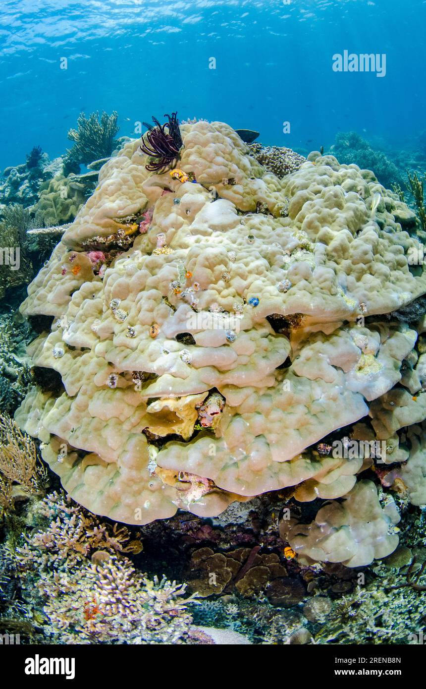 Large Table Coral, Acropora sp, sito di immersione Outer Reef, isola di Atauro, Timor Est Foto Stock