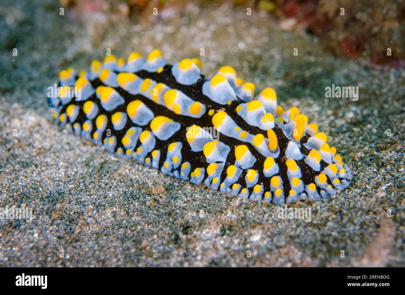 Varicose Phyllidia Nudibranch, Phyllidia varicosa, Secret Garden dive site, Dili, Timor Est Foto Stock