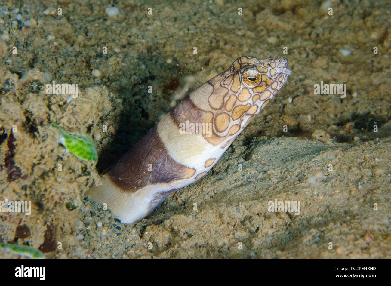 Anguilla di serpente Napoleone, Ophichthus bonaparti, sepolto nella sabbia, sito di immersione Tasi Tolu, Dili, Timor Est Foto Stock