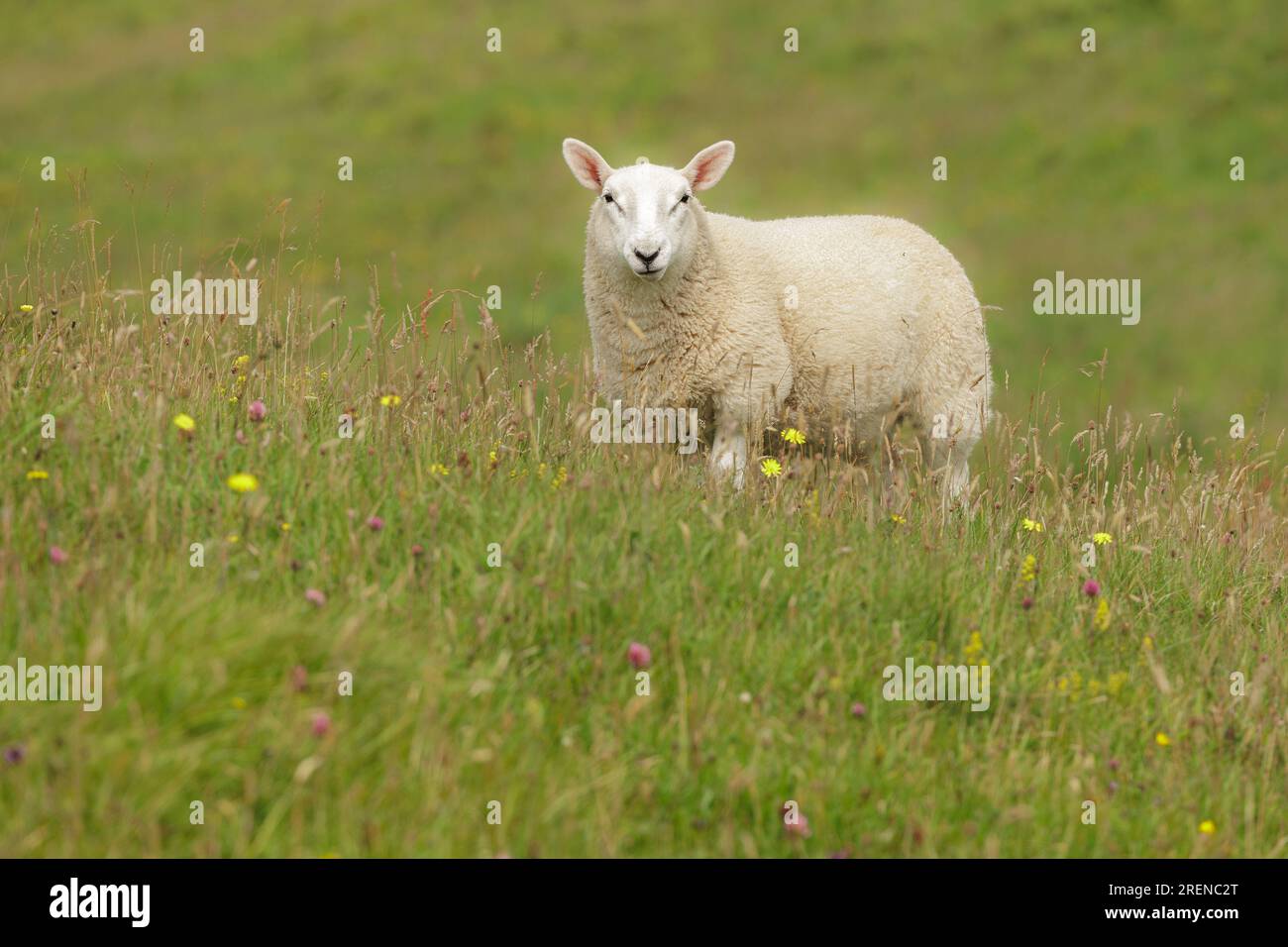 Primo piano di un agnello Cheviot ben coltivato, si trovava nel colorato machair sull'isola di canna, nelle Ebridi interne, in Scozia. Fotocamera rivolta verso l'esterno. Orizzontale. S Foto Stock