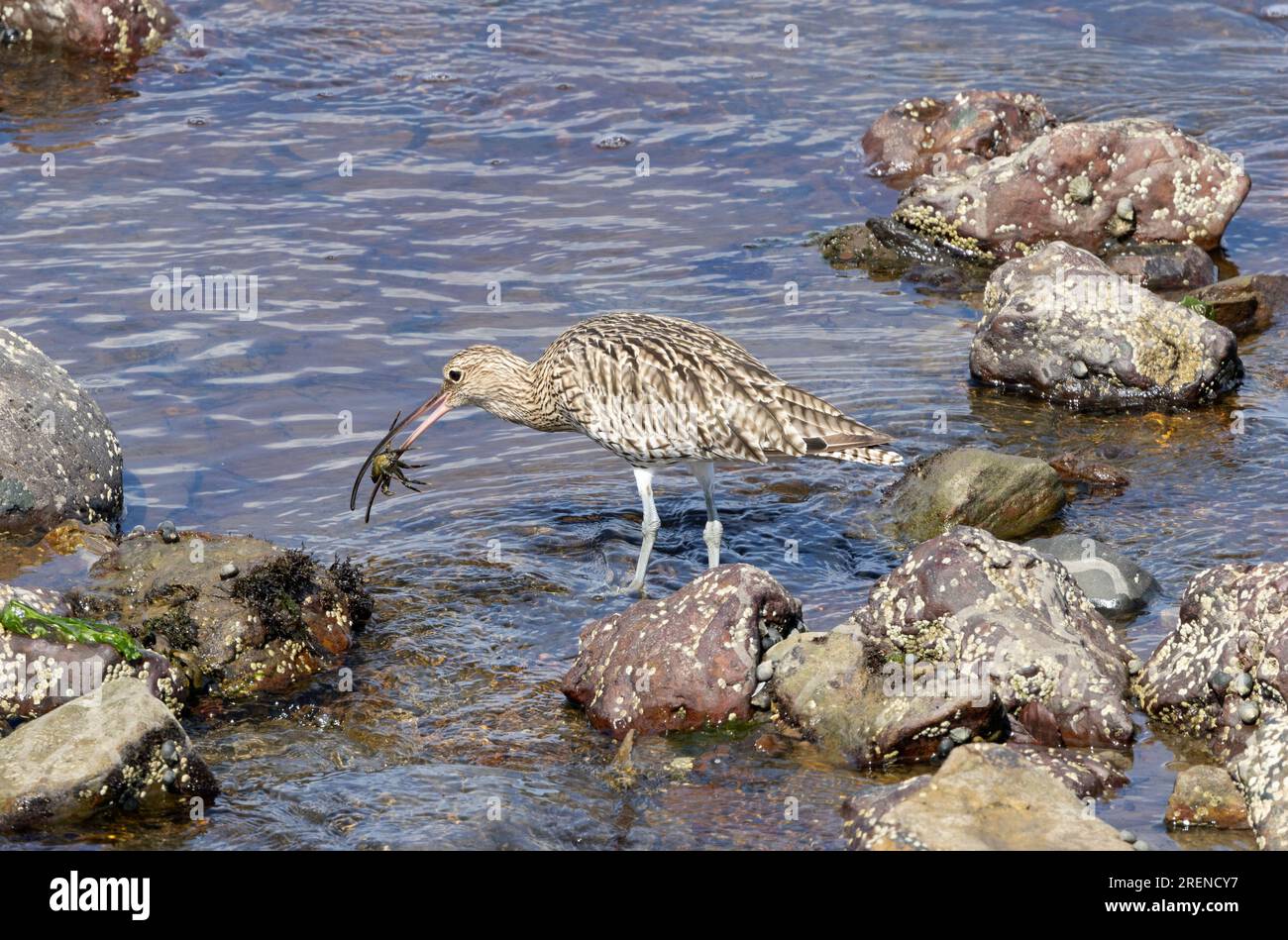 Con il suo caratteristico becco di sonda e il piumaggio criptico, il Curlew è uno degli uccelli guadi più grandi visti intorno alla costa del Regno Unito. Questo ha un granchio. Foto Stock