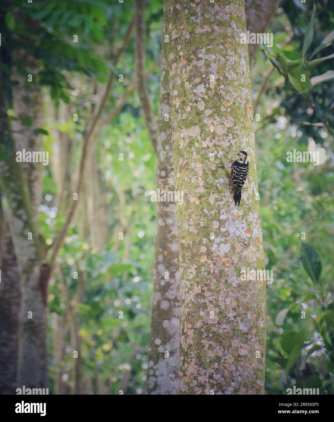 Un uccello su un albero. fotografia di paesaggi Foto Stock