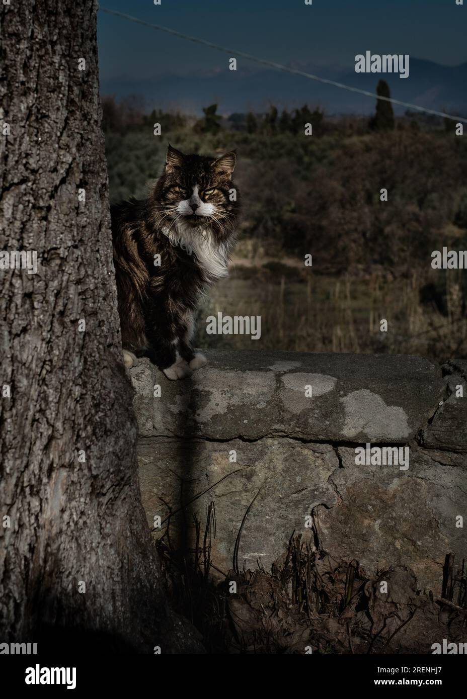 Gatto nel paesaggio Foto Stock