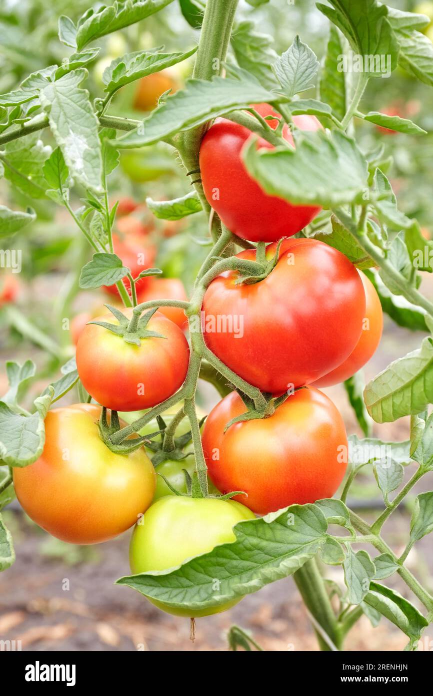 Foto ravvicinata di pomodori biologici coltivati in serra, messa a fuoco selettiva. Foto Stock