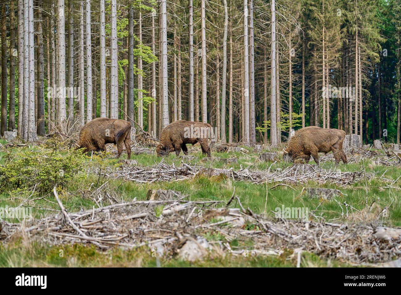 Selvaggio vivente legno europeo Bison, anche wisent o Bison bonasus, è un grande mammifero di terra ed è stato quasi estinto in Europa, ma ora reintrodotto al Ro Foto Stock