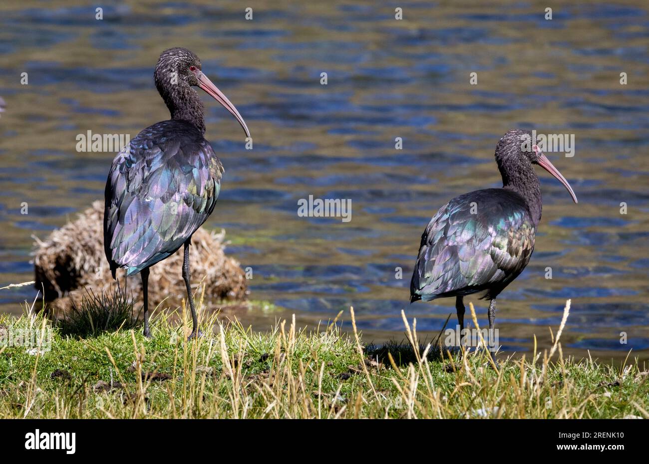 Puna ibis (Plegadis ridgwayi), lago Carhuacocha, Huayhuash, Perù Foto Stock