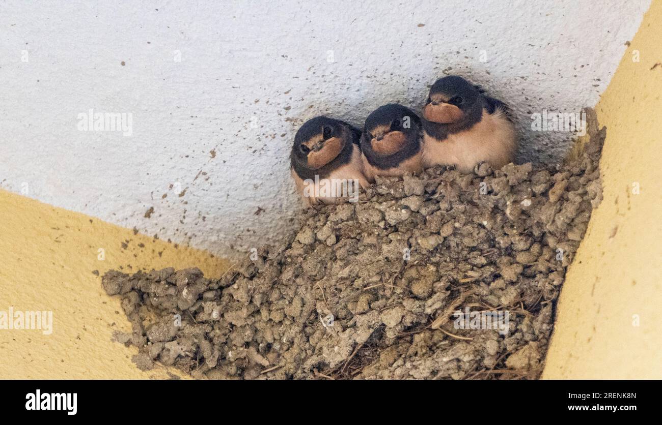 Ingoiare la famiglia nel nido con le neonate cucciole sul muro Foto Stock