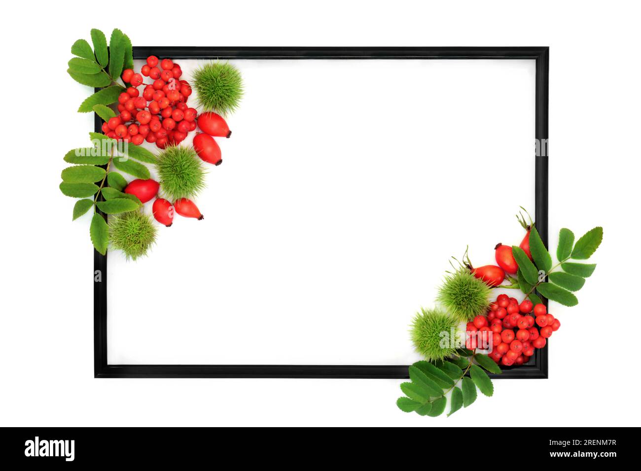 Sfondo natalizio del giorno del Ringraziamento autunnale con rosa e frutti di bosco e castagne di rowan con cornice nera su bianco. Concetto di natura floreale. Foto Stock