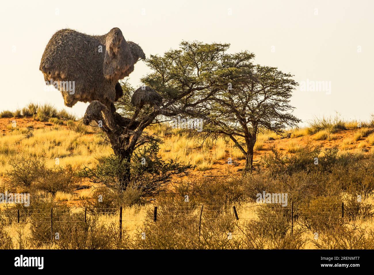 Due camelthorns nella Sandy Savana del deserto del Kalahari in Namibia, uno coperto quasi completamente da un enorme nido di tessitori sociali. La socievole Wea Foto Stock