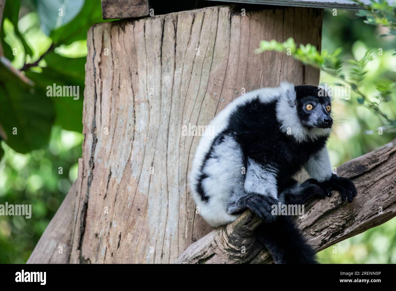 Il lemure ruspato bianco e nero (Varecia variegata). Una specie a rischio di estinzione di lemure arbucciato, una delle due specie endemiche dell'isola del Madagascar. Foto Stock