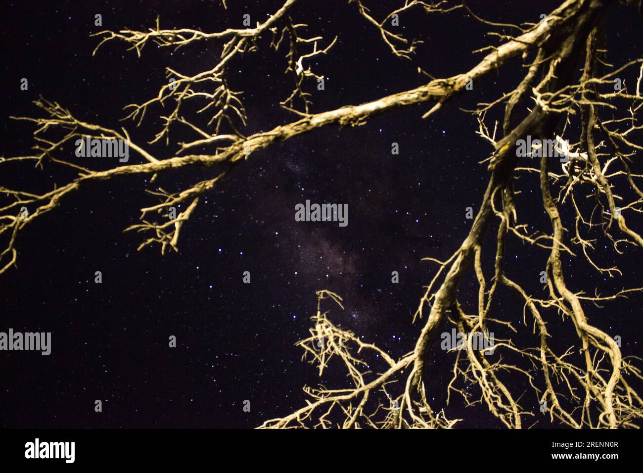 Guarda il cielo notturno africano con i rami illuminati di un albero morto in primo piano Foto Stock