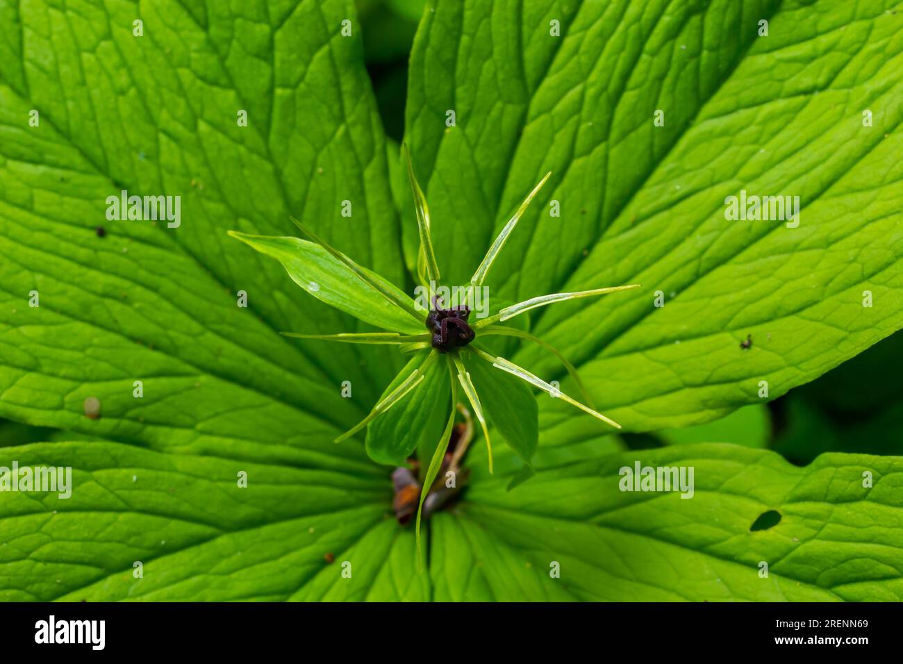 Quadrifolia di Parigi. Fiore primo piano della pianta velenosa, erba-parigi o il nodo dei veri amanti. Fioritura erba Parigi. Occhio di corvo o occhio di corvo, poiso Foto Stock