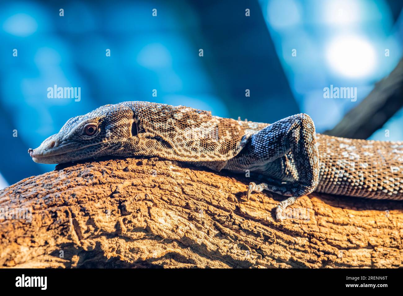 Un monitor di albero blu-macraei (Varanus macraei) sull'albero, una specie di lucertola di monitor trovato sull'isola di Batanta in Indonesia. Foto Stock