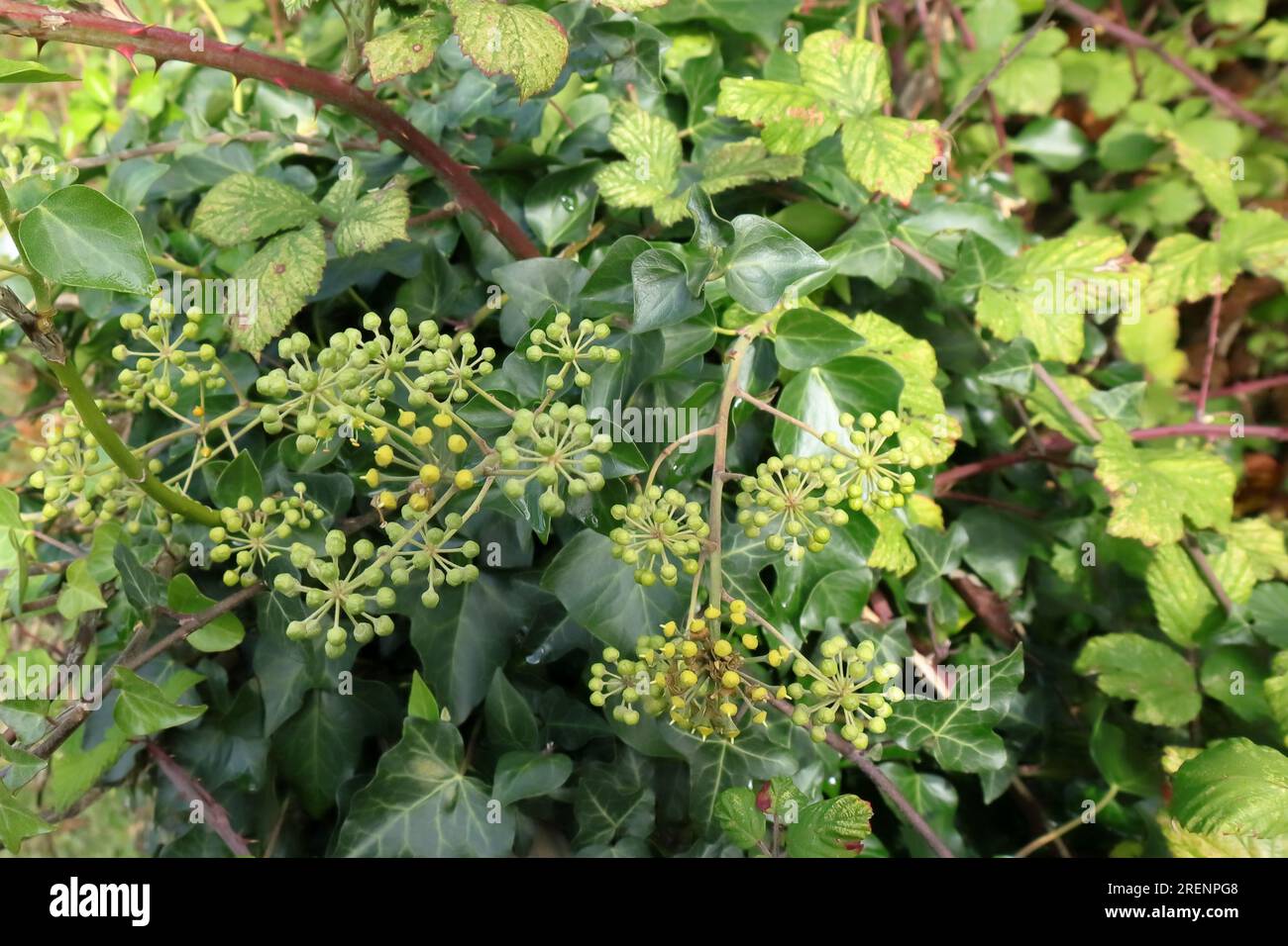 Grappoli di bacche verdi, unmature, inglesi di edera. Sfondo autunnale con frutti di bosco e foglie. Foto Stock