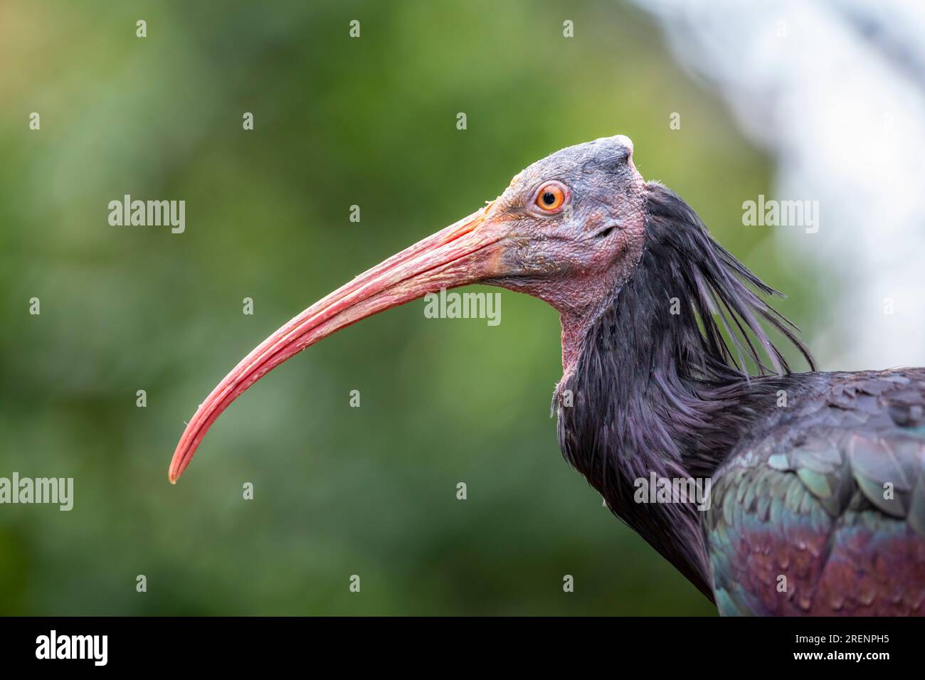 L'ibis Northern Bald si trova da solo di fronte alla scogliera. Il piumaggio è nero, con iridescenza bronzo-verde e viola Foto Stock