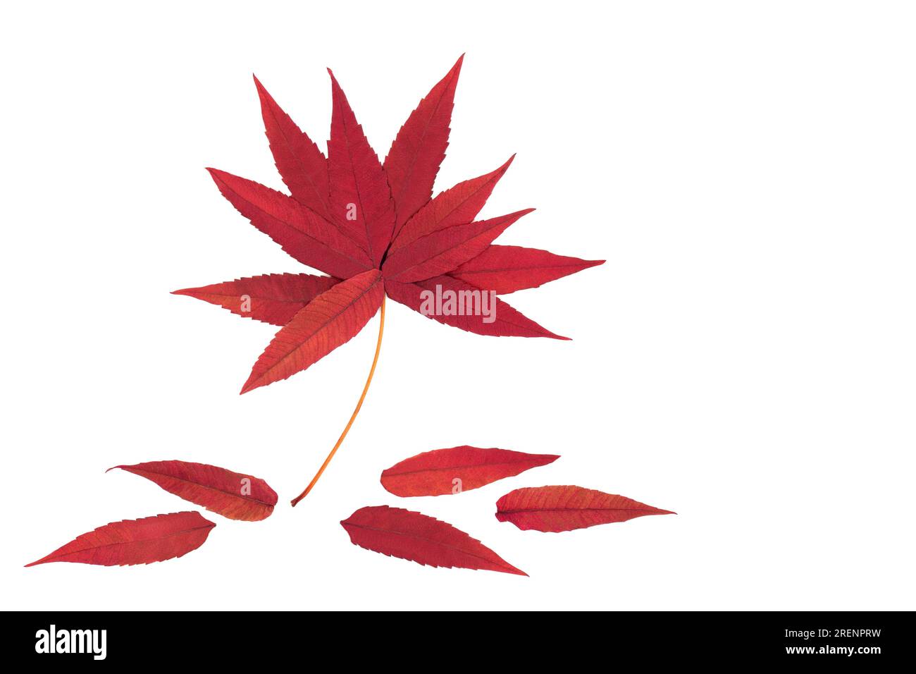 Foglie di sumac astratte autunnali a forma di albero su sfondo bianco. Composizione astratta minimamente vivida di colore rosso naturale. Foto Stock