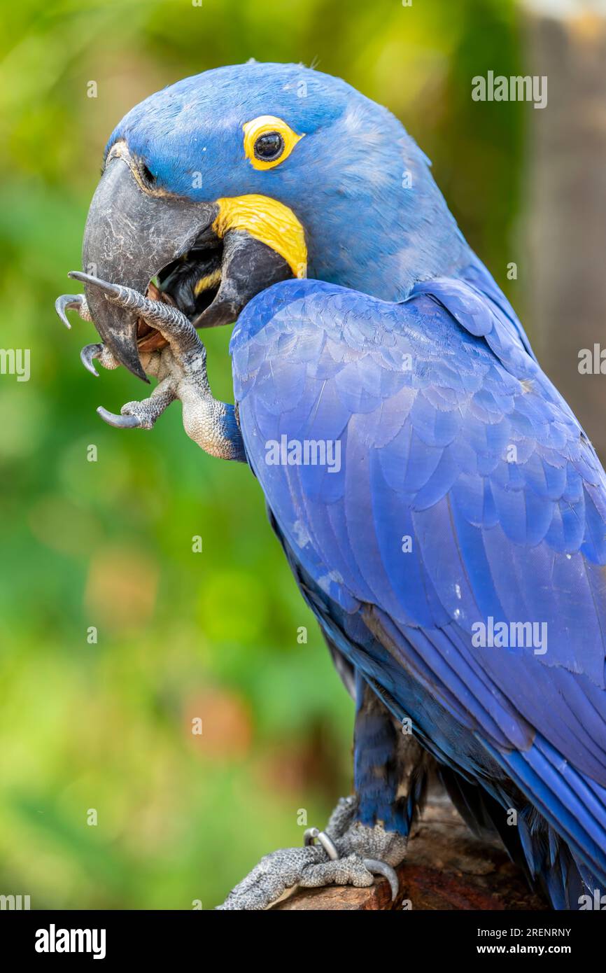 Il macaw di giacinto è un pappagallo nativo dell'America centrale ed orientale del Sud. È il più grande macaw e la più grande specie di pappagallo volante. Foto Stock